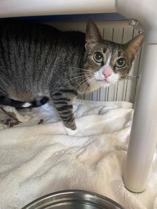 Enlarge Pearl, a Adoptable Domestic Short Hair in Marathon , FL image 1/1