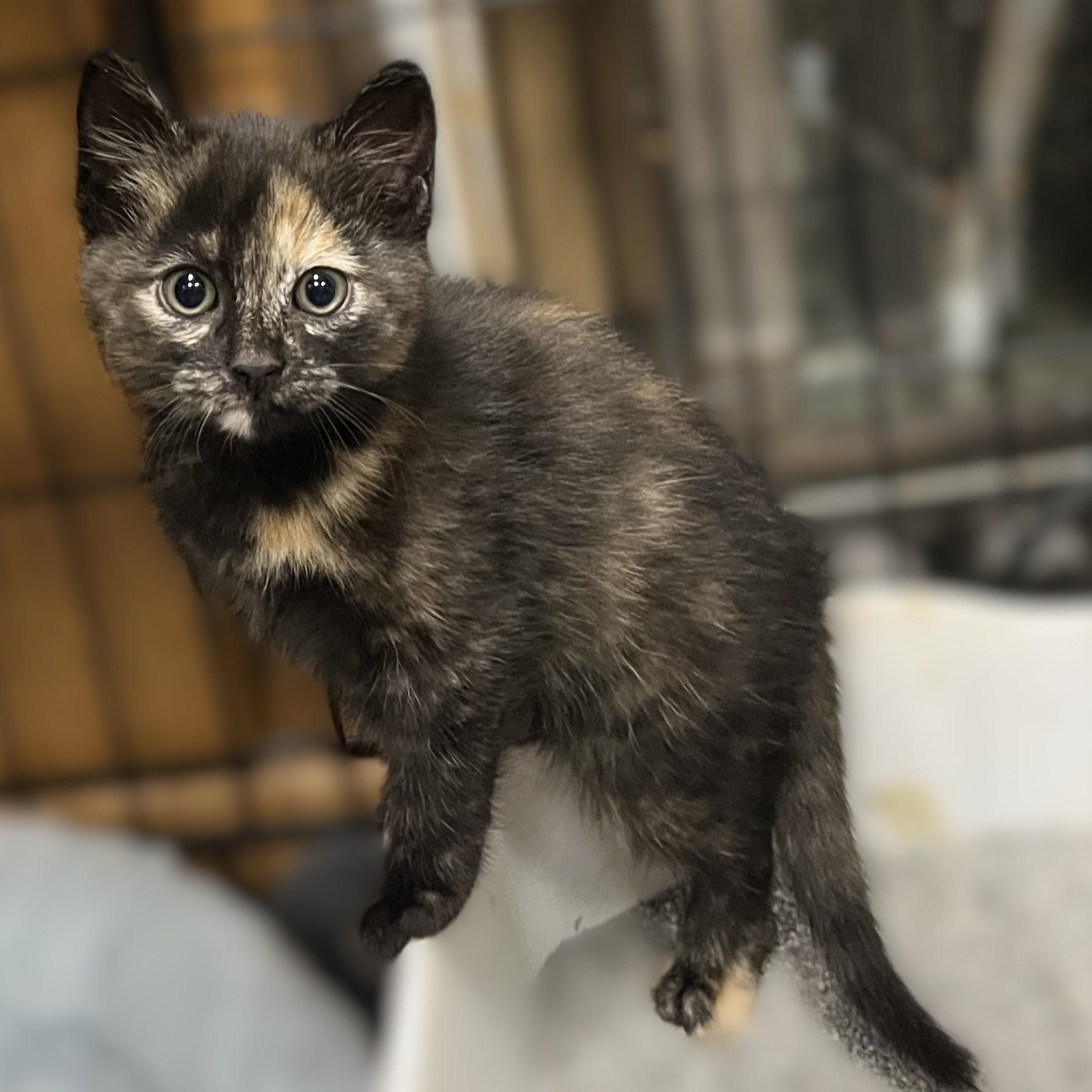 Enlarge Mischief (and her sister Rascal), an adopted Tortoiseshell in Shingletown, CA image 1/1