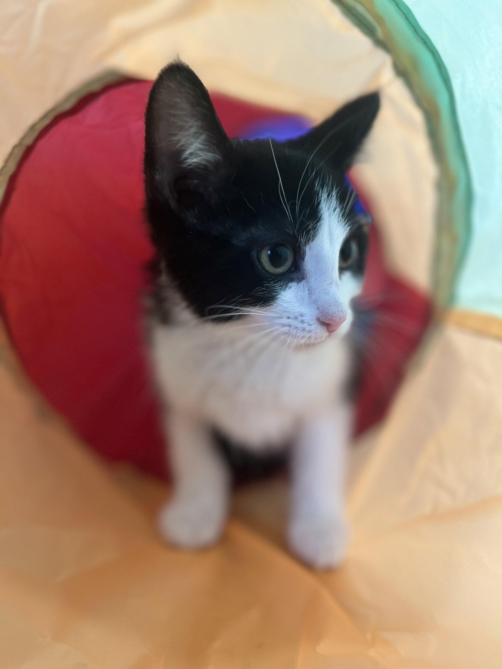 Enlarge Violet, a Adopted Domestic Medium Hair in Columbus, IN image 1/2