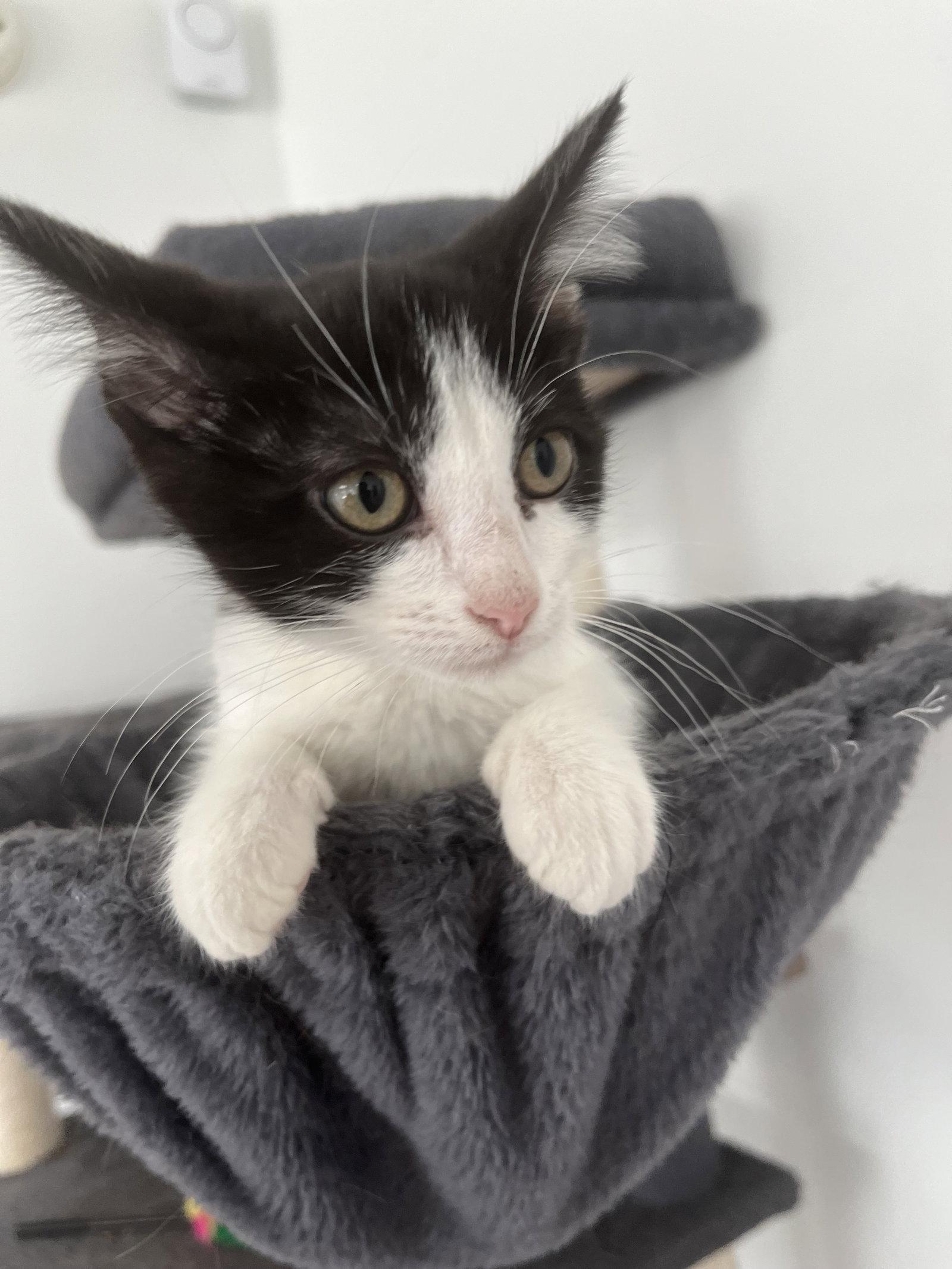 Enlarge Violet, a Adopted Domestic Medium Hair in Columbus, IN image 2/2