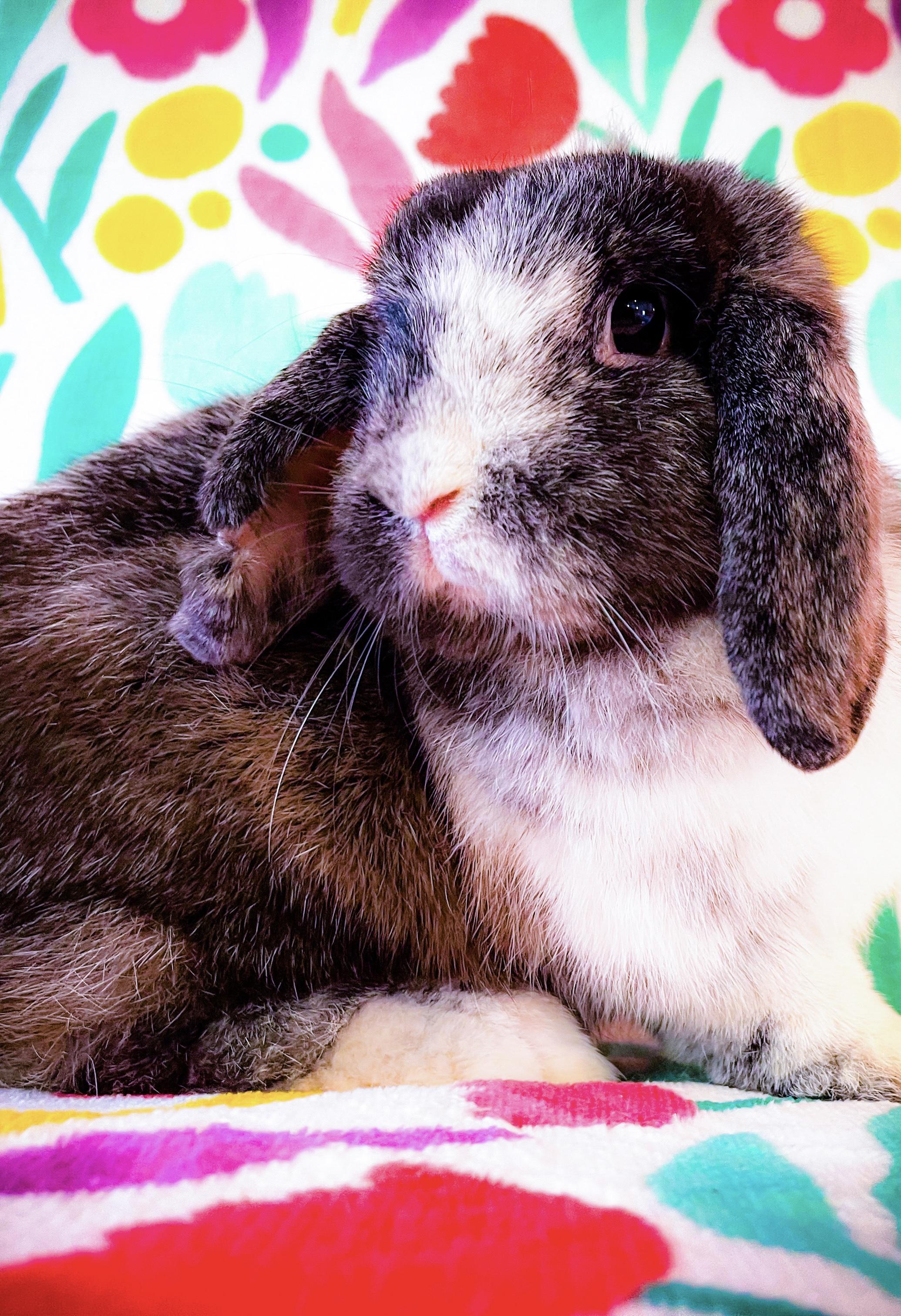 Petunia, Adopted, Adult Female Lop Eared.