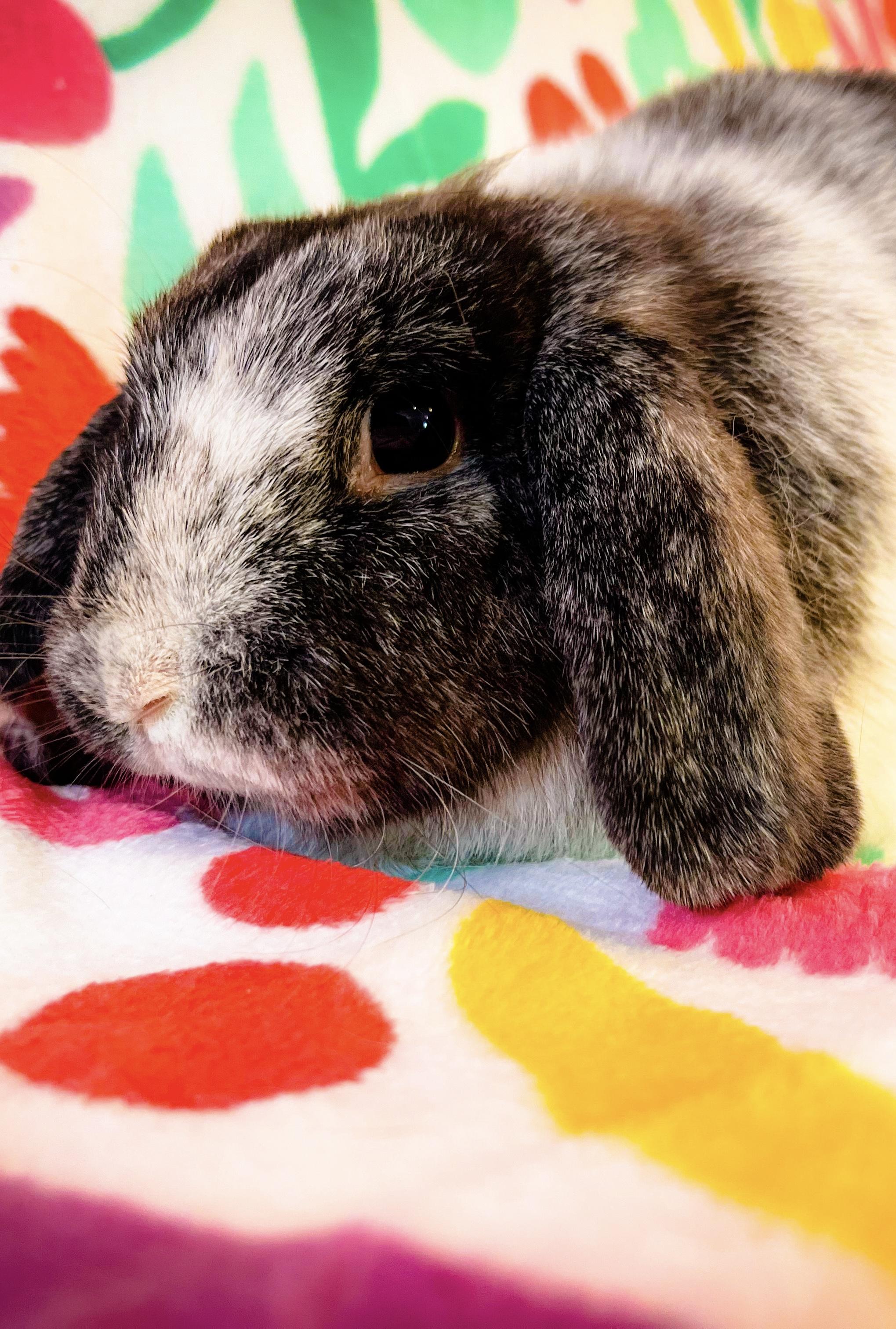 Enlarge Petunia, a Adopted Lop Eared in Columbia, TN image 3/3