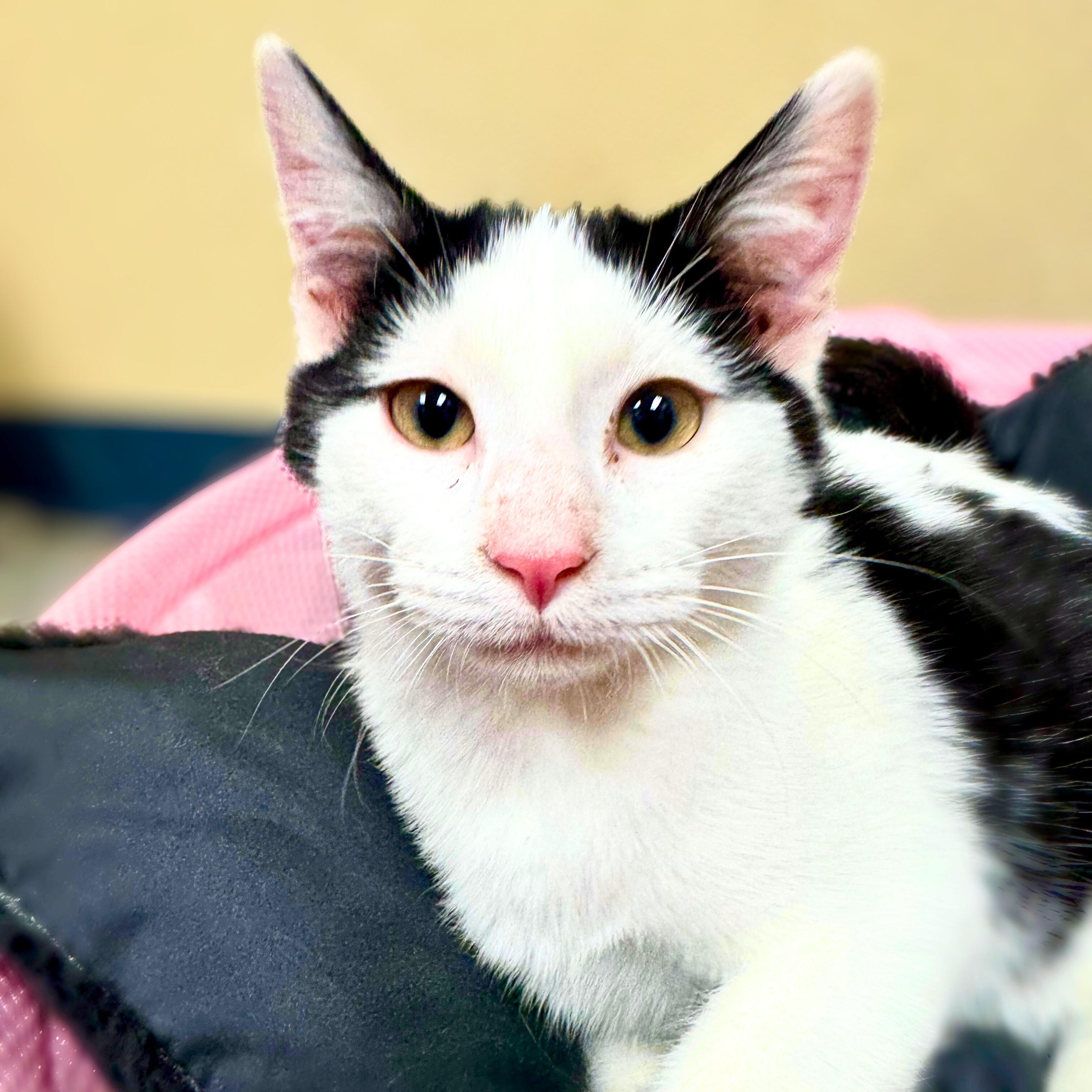 Soda Pop, adopted, Young Male Domestic Short Hair.