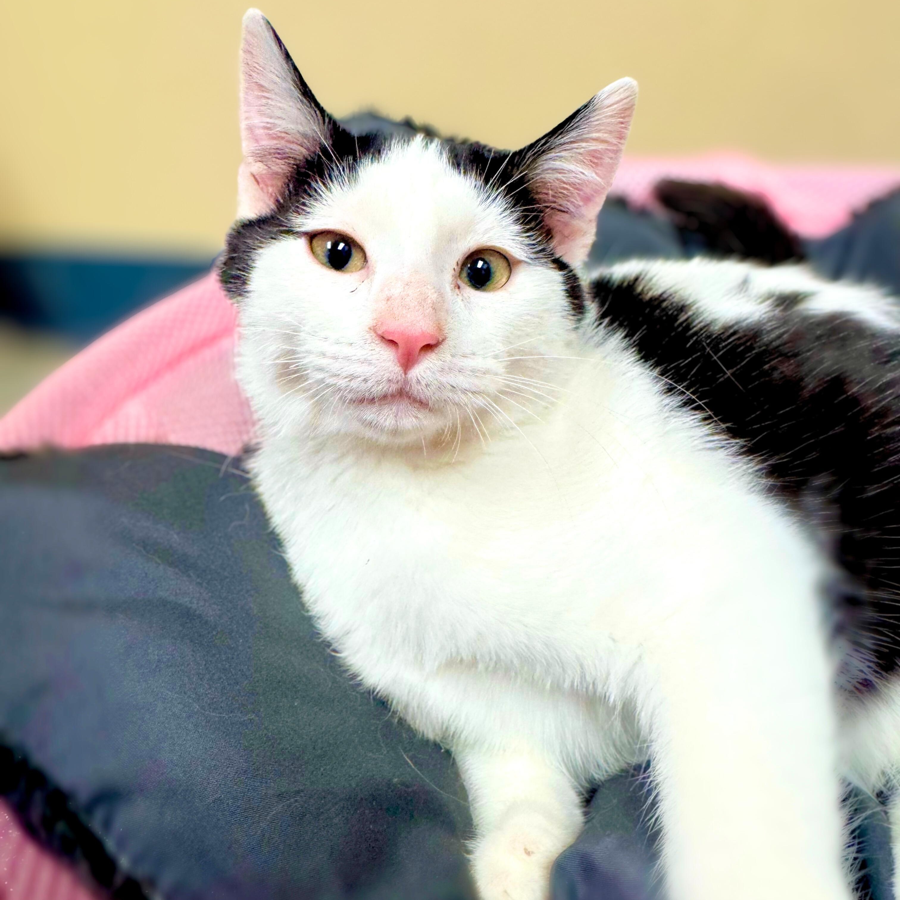 Enlarge Soda Pop, an adopted mixed breed in Quincy, IL image 2/2