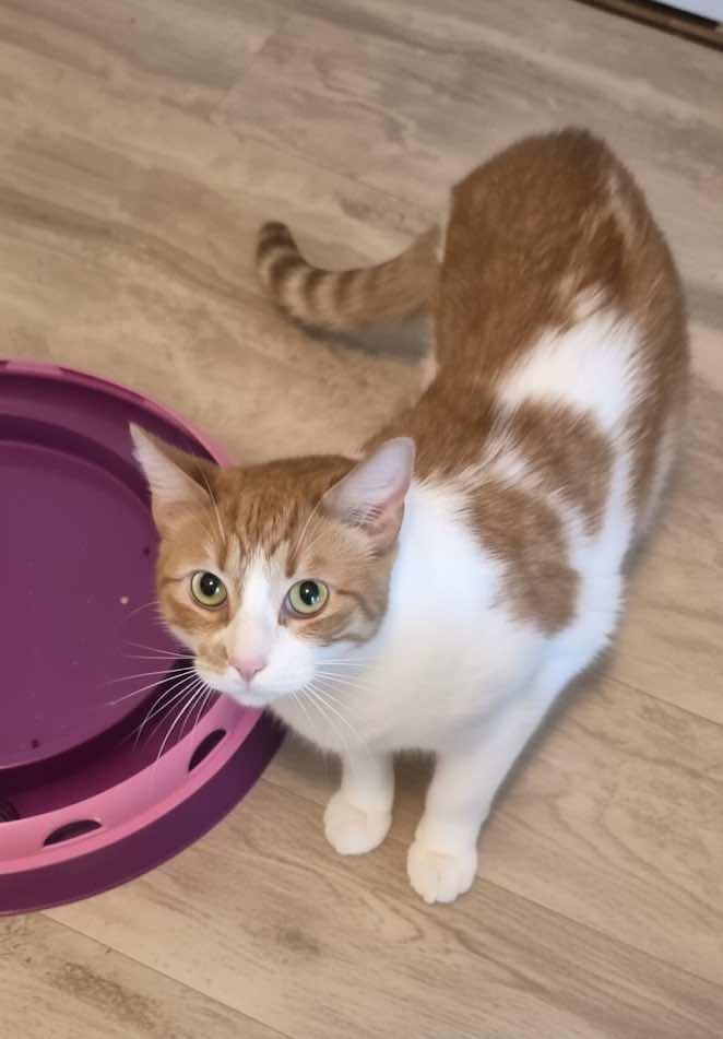 Gilbert - a sweet BIG boy, Adoptable, Adult Male Tabby.