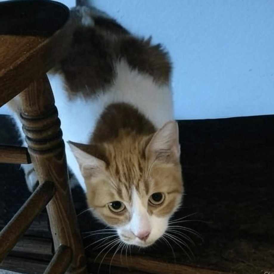 Gilbert - a sweet BIG boy, a Adoptable Tabby in Houston, TX image 4/6