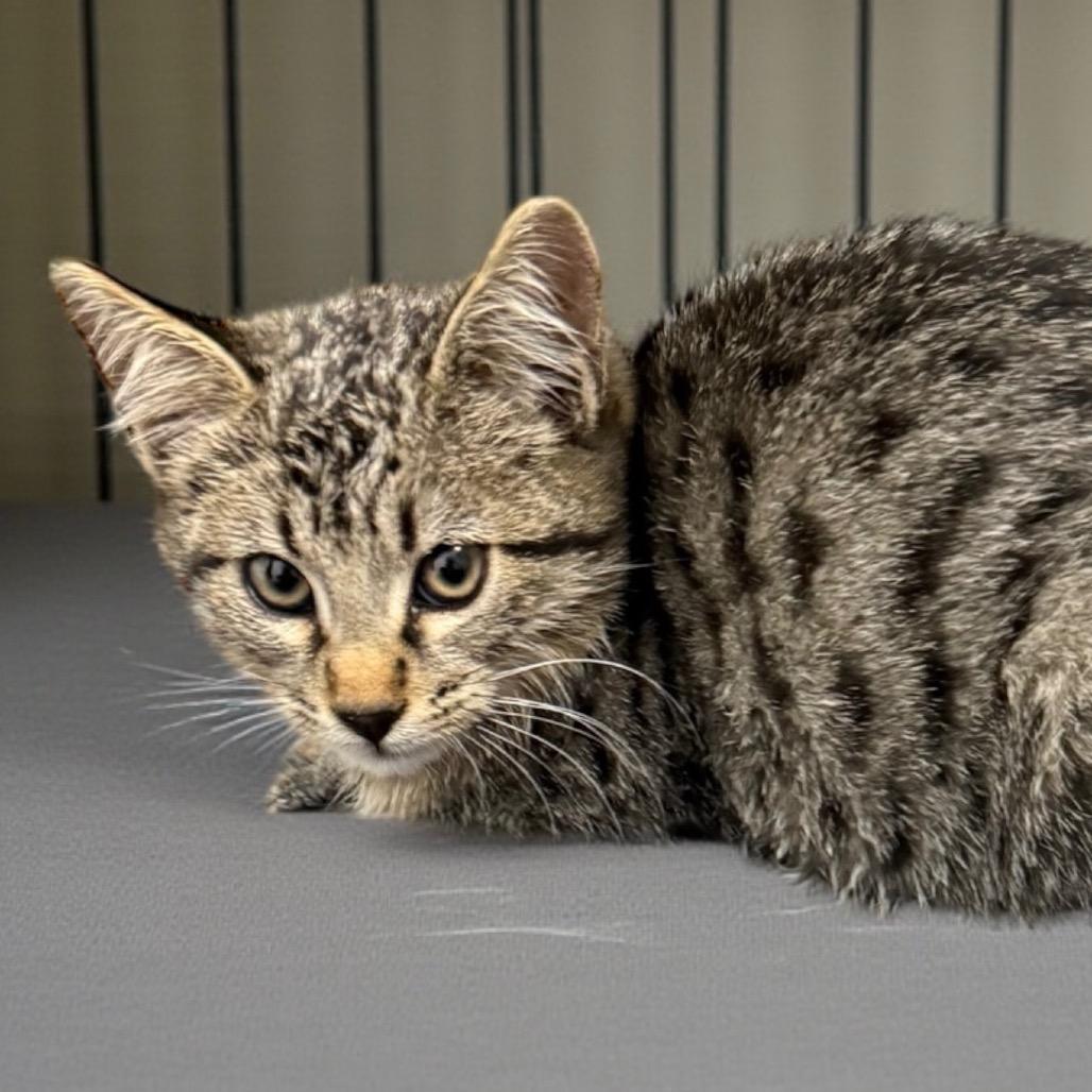 Rascal, Adoptable, Kitten Male Domestic Short Hair.