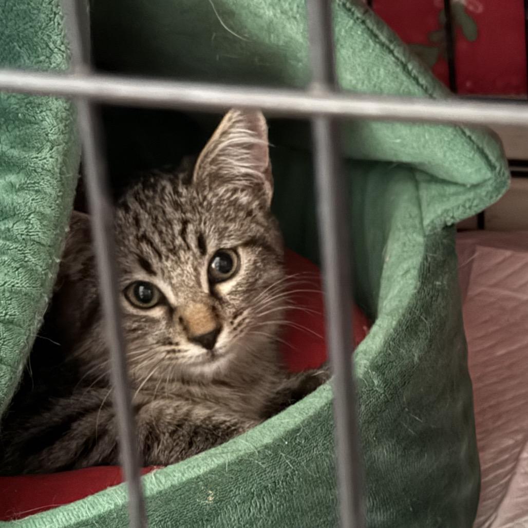 Enlarge Rascal, a Adoptable Domestic Short Hair in Midland, TX image 2/2