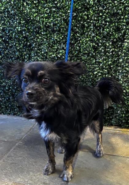 Enlarge SMOKEY, a Adoptable mixed breed in El Paso, TX image 1/1