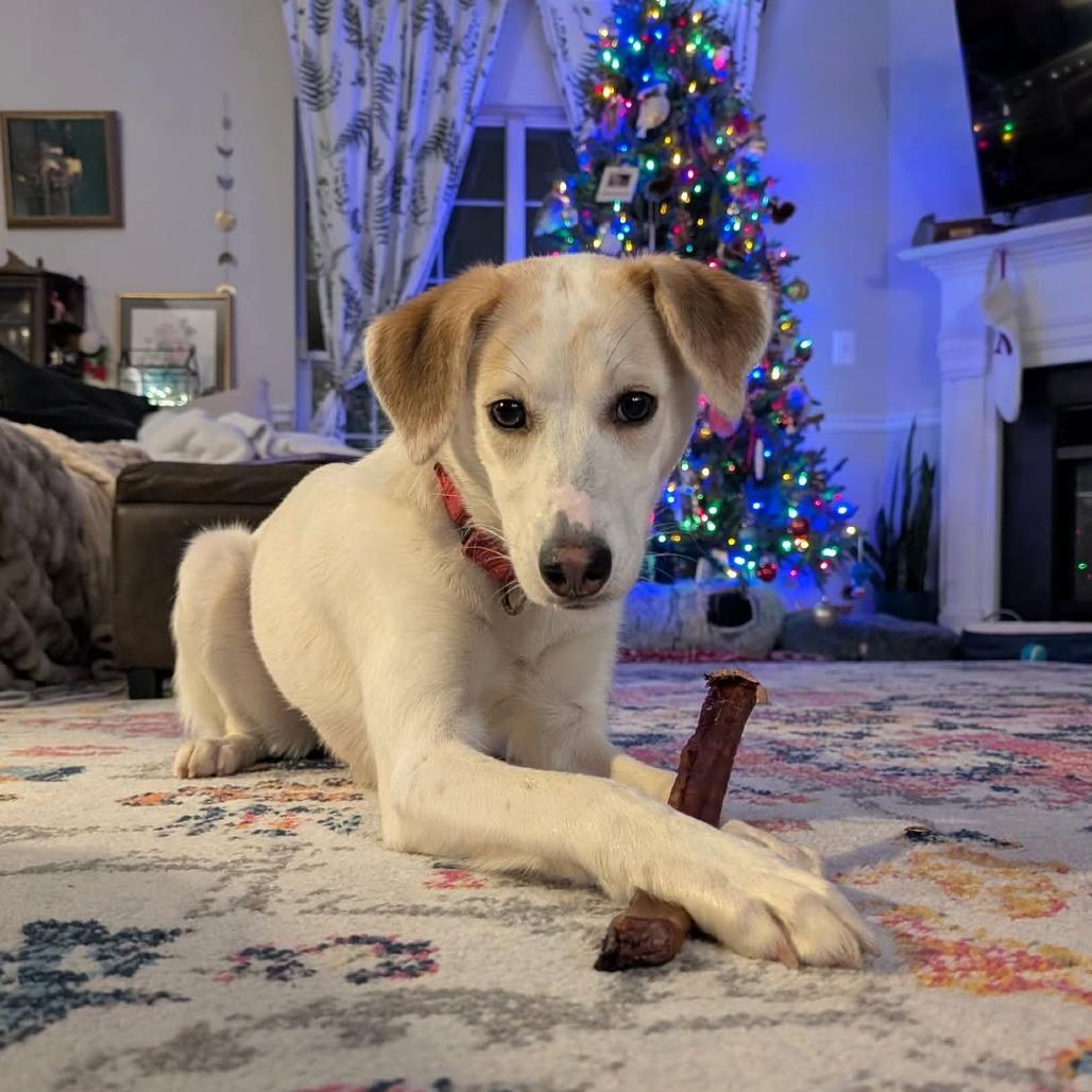 Cayenne, Adoptable, Young Female Mixed Breed.