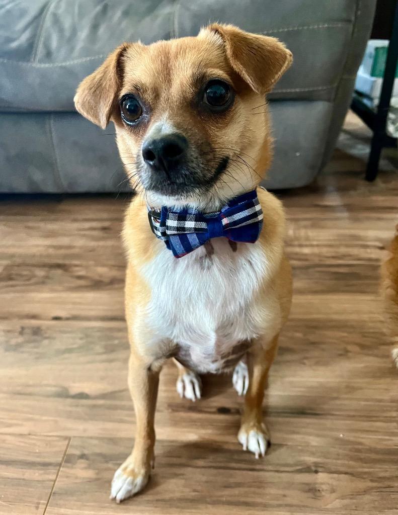 Pipsqueak, a Adopted mixed breed in Manhattan Beach, CA image 1/5