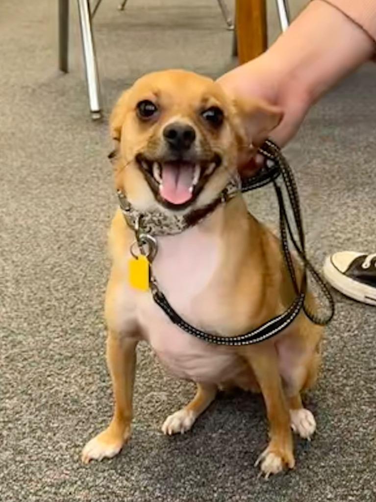 Pipsqueak, a Adopted mixed breed in Manhattan Beach, CA image 2/5