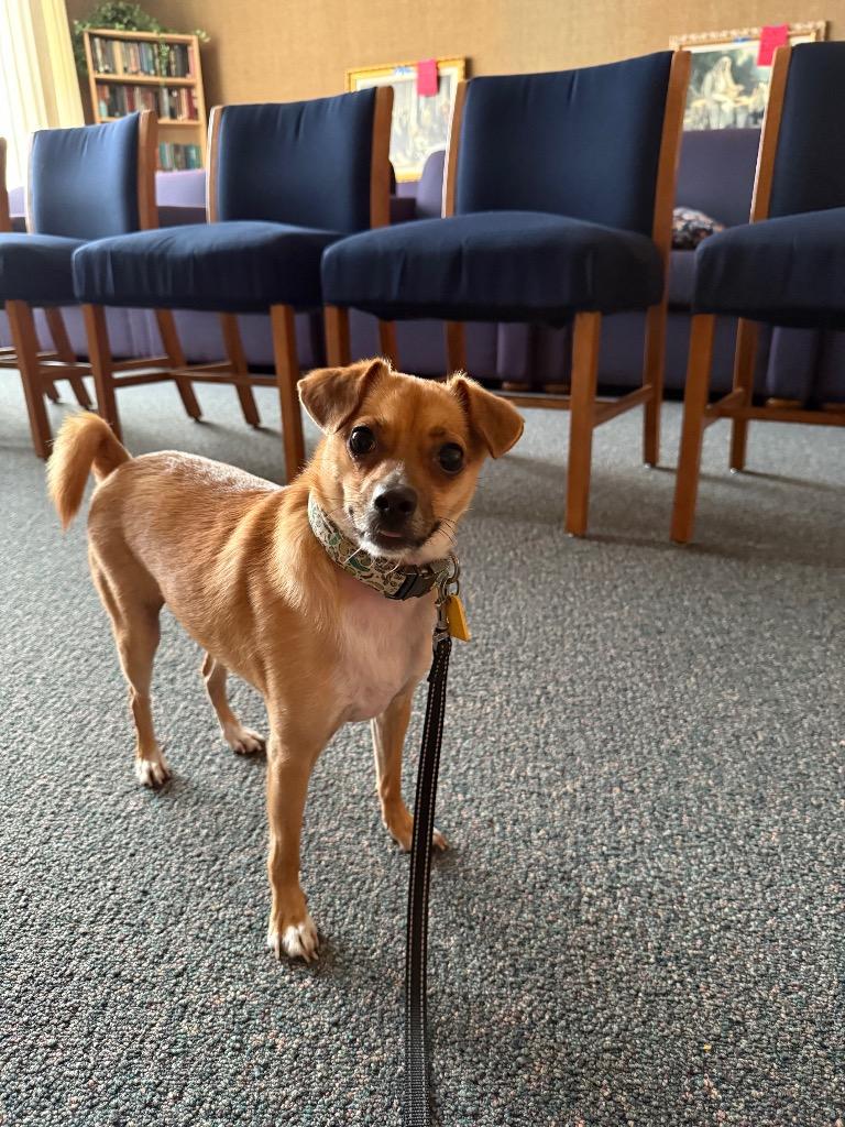 Pipsqueak, a Adopted mixed breed in Manhattan Beach, CA image 3/5