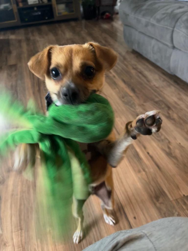 Pipsqueak, a Adopted mixed breed in Manhattan Beach, CA image 4/5