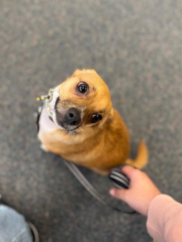 Pipsqueak, a Adopted mixed breed in Manhattan Beach, CA image 5/5