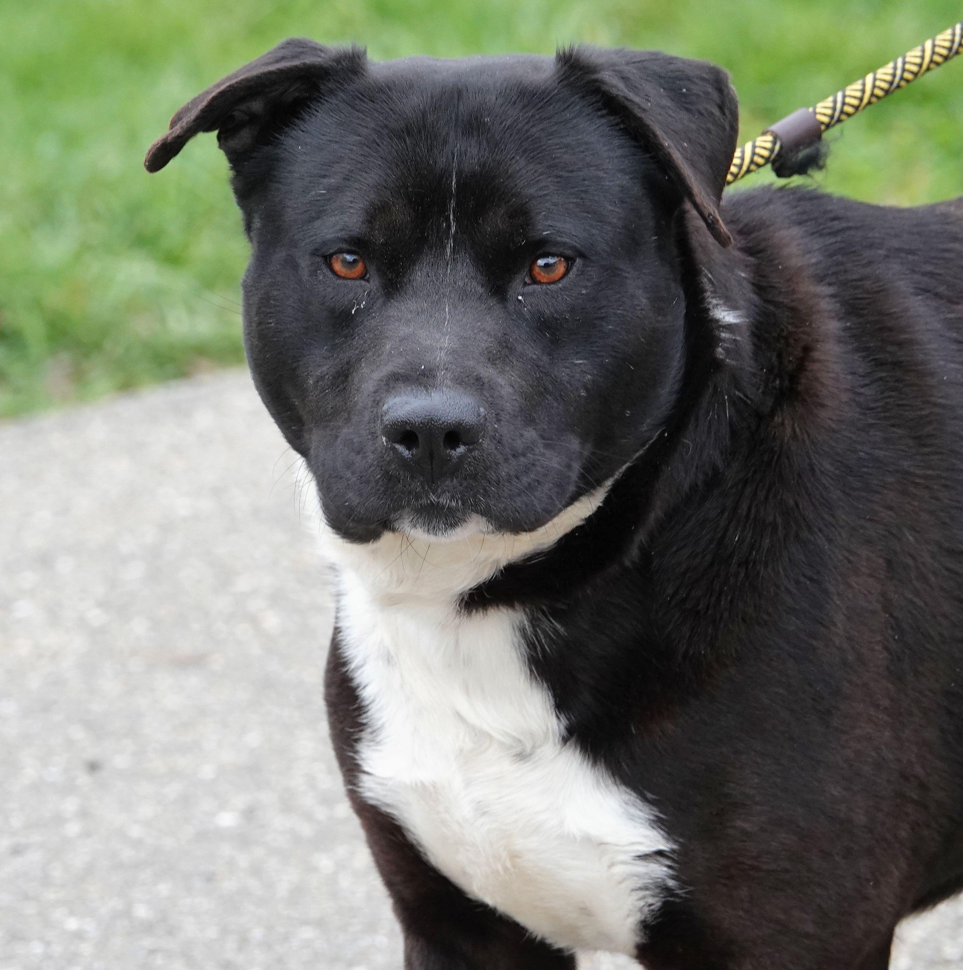 Enlarge Zorro - UPDATED INFO, a ADOPTABLE mixed breed in Millfield, OH image 1/3