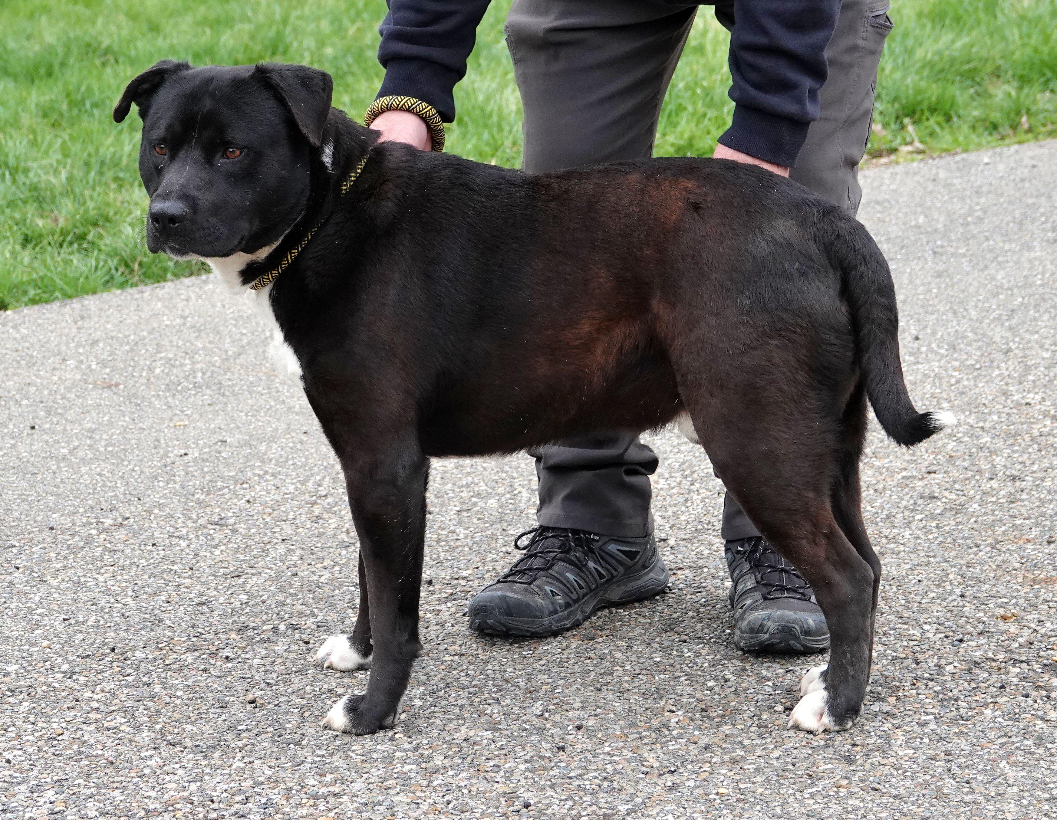 Enlarge Zorro - UPDATED INFO, a ADOPTABLE mixed breed in Millfield, OH image 3/3