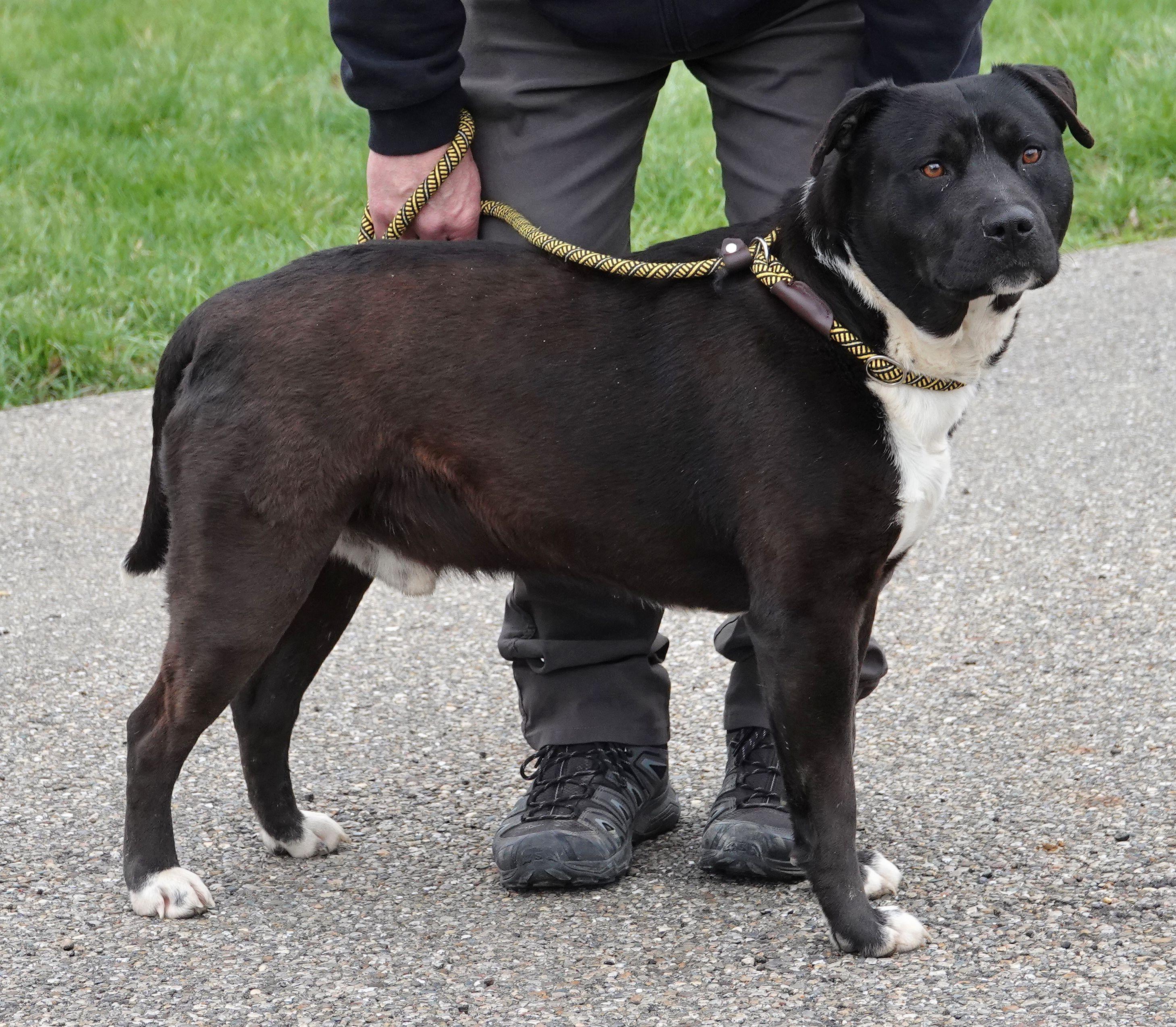 Enlarge Zorro - UPDATED INFO, a ADOPTABLE mixed breed in Millfield, OH image 2/3
