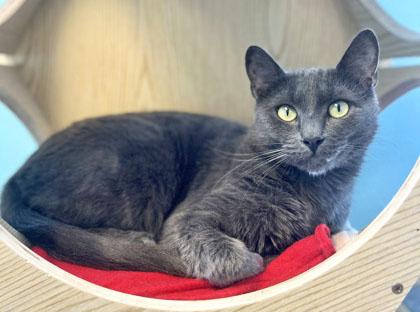 INTRIGUE, Adoptable, Young Male Domestic Short Hair.