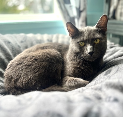 Enlarge INTRIGUE, a Adoptable mixed breed in Fernandina Beach, FL image 2/3