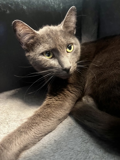 Enlarge INTRIGUE, a Adoptable mixed breed in Fernandina Beach, FL image 3/3