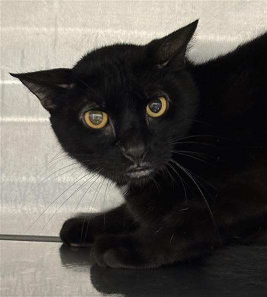 SMARTIE, Adoptable, Adult Male Domestic Short Hair.