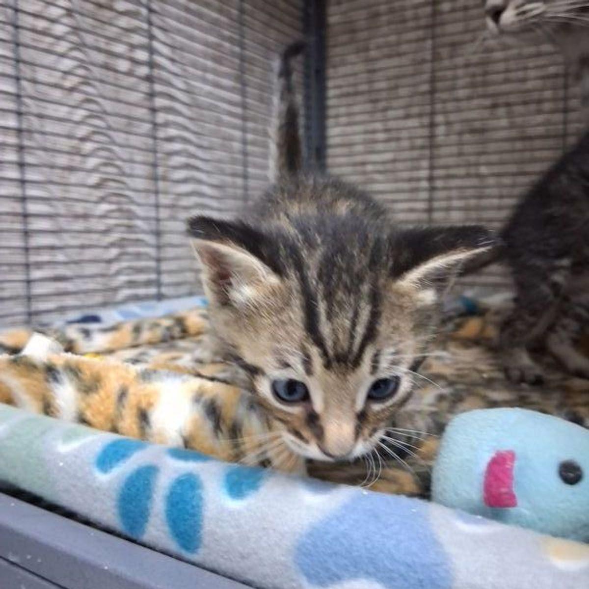 Enlarge Tigger, a Adoptable Domestic Short Hair in Lake Havasu City, AZ image 1/3
