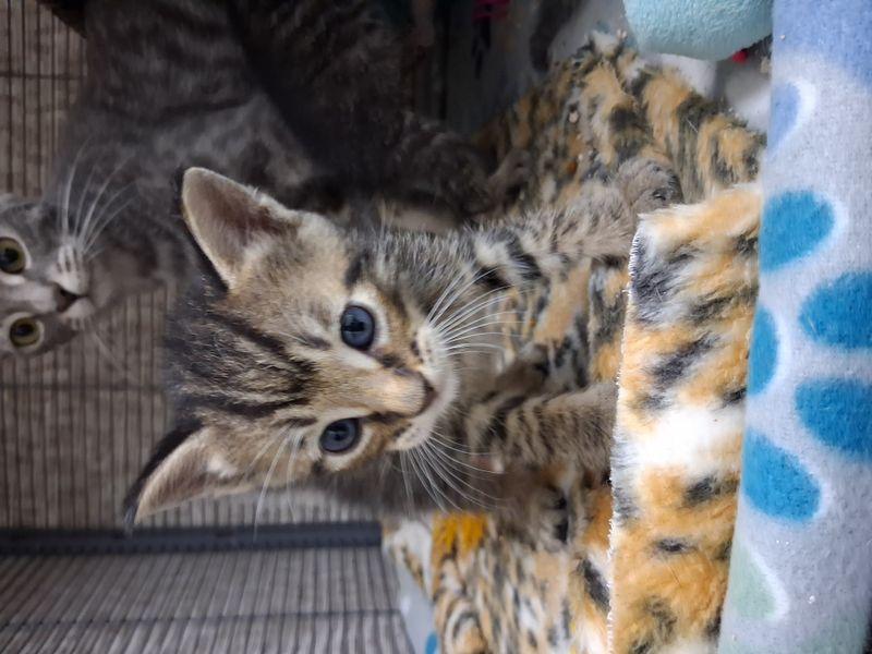 Enlarge Tigger, a Adoptable Domestic Short Hair in Lake Havasu City, AZ image 2/3