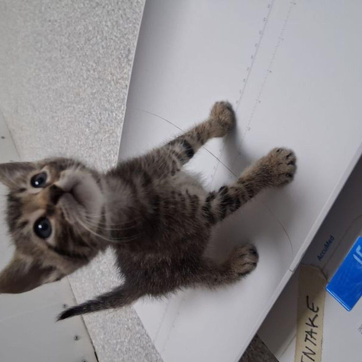 Enlarge Tigger, a Adoptable Domestic Short Hair in Lake Havasu City, AZ image 3/3
