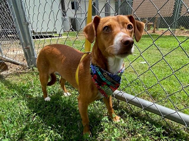 Boston, ADOPTABLE, Adult Male Terrier.