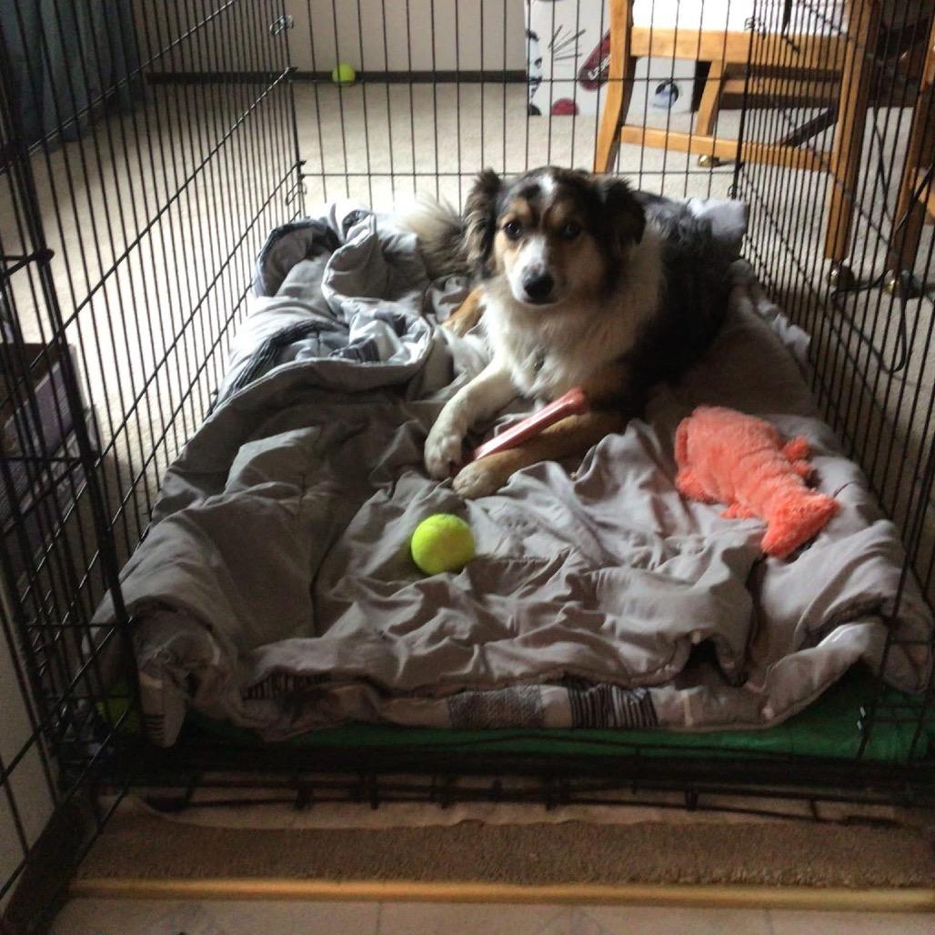 Parker, Adoptable, Adult Male Cattle Dog & Australian Shepherd.