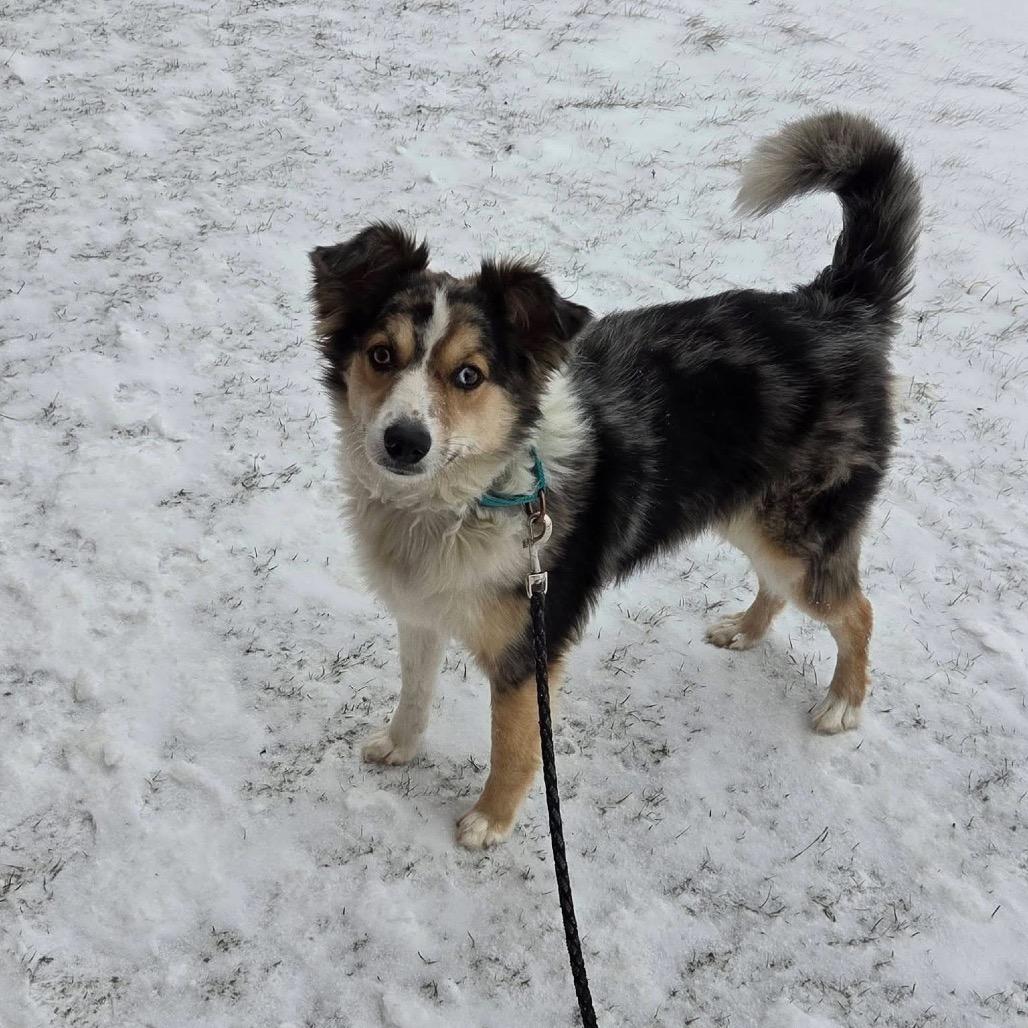 Parker, Adoptable, Adult Male Cattle Dog & Australian Shepherd.