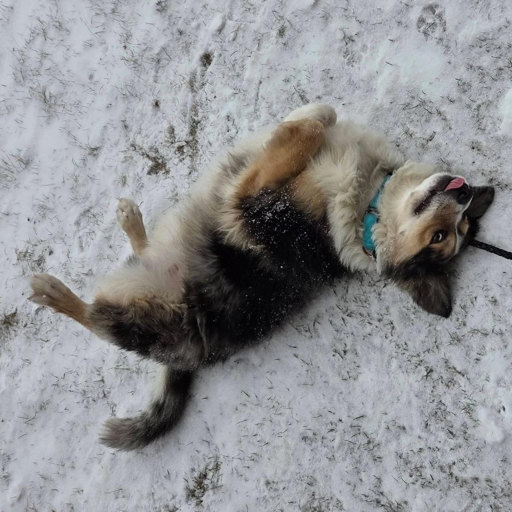 Enlarge Parker, a Adoptable mixed breed in Mentor, OH image 2/6