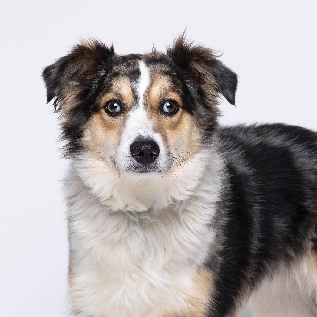 Enlarge Parker, a Adoptable mixed breed in Mentor, OH image 3/6