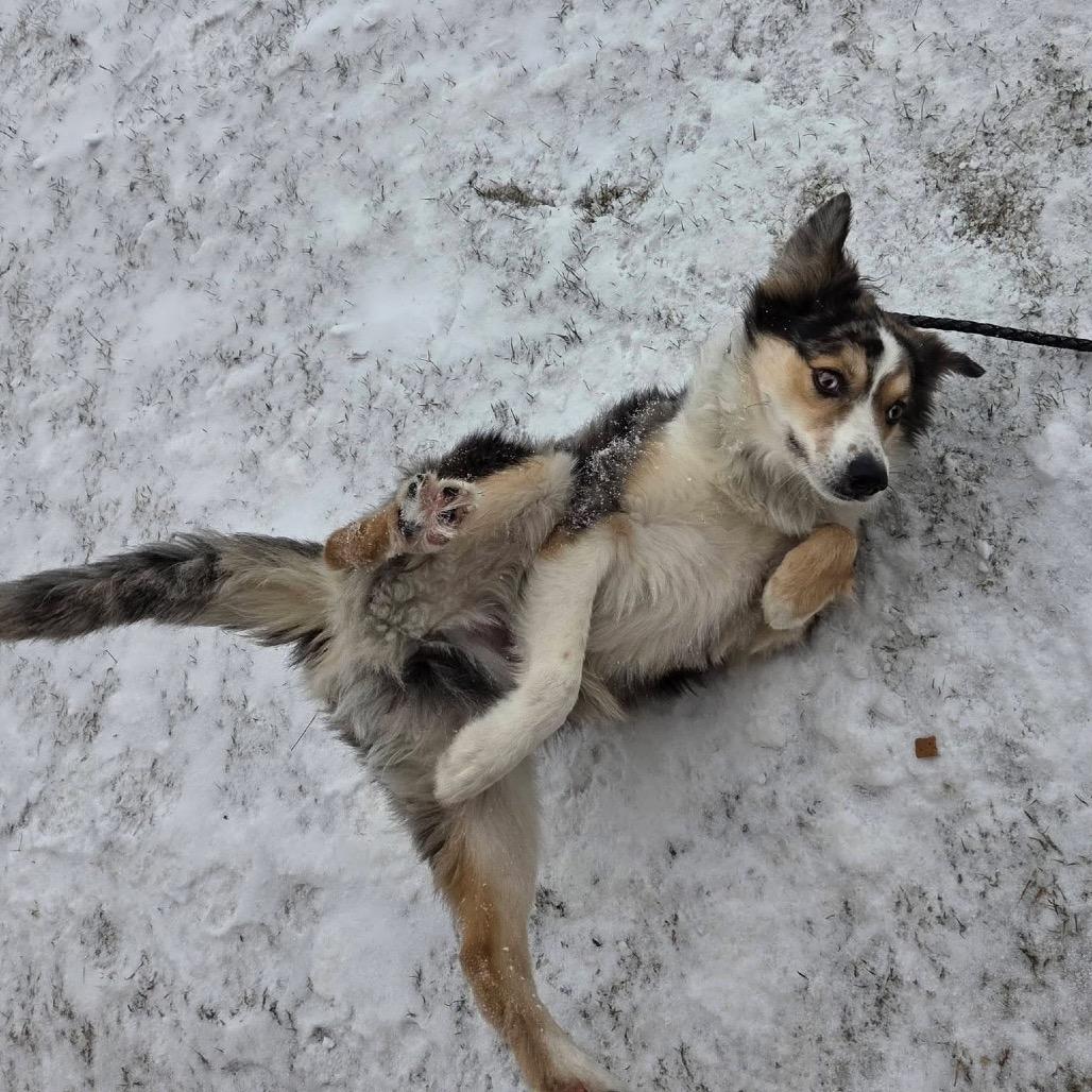 Enlarge Parker, a Adoptable mixed breed in Mentor, OH image 4/6