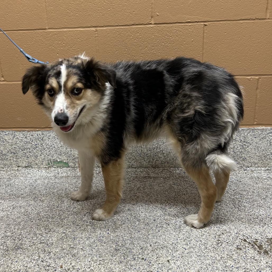 Enlarge Parker, a Adoptable mixed breed in Mentor, OH image 5/6