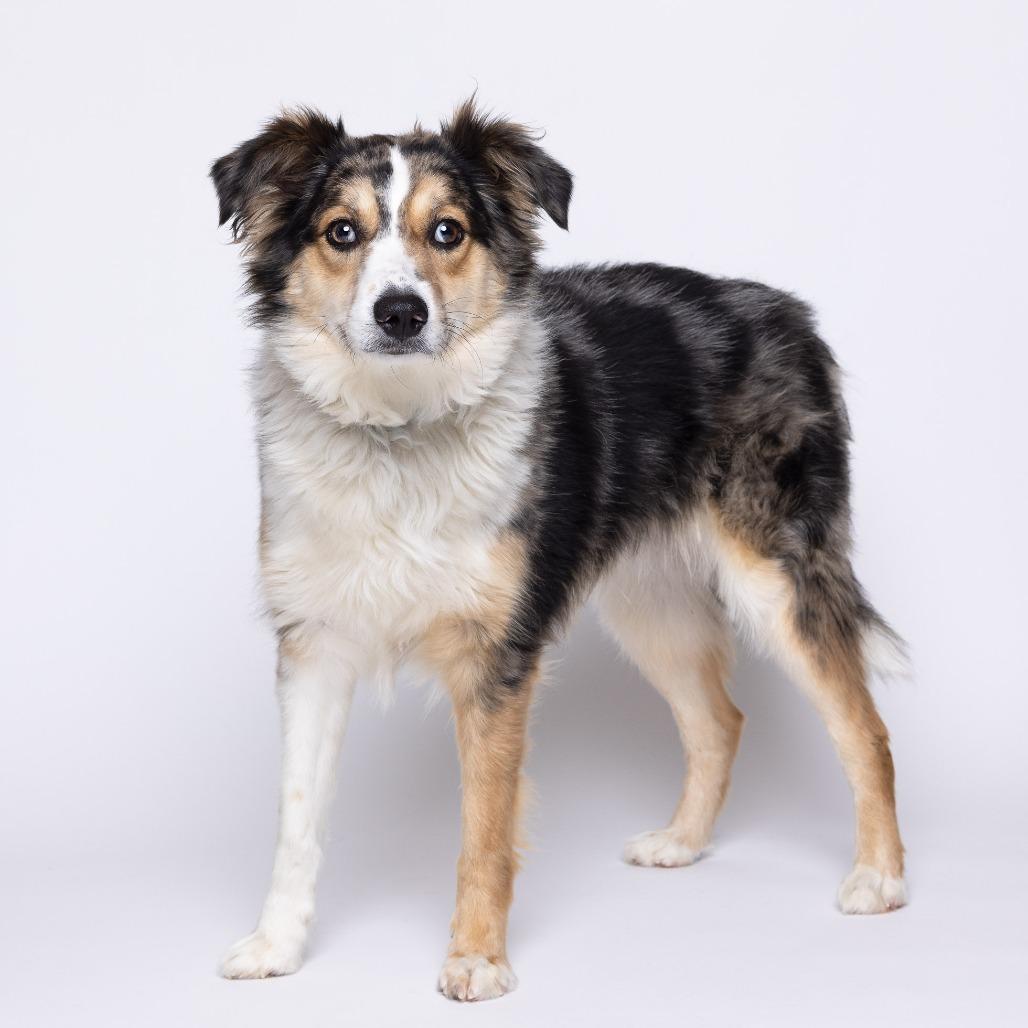 Enlarge Parker, a Adoptable mixed breed in Mentor, OH image 6/6