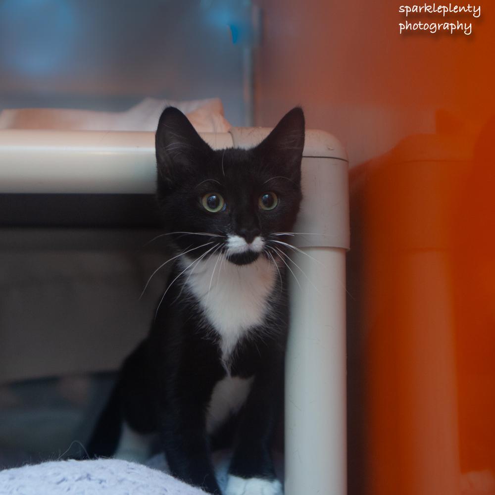 Polly, an adoptable Domestic Short Hair in Ridgefield, CT image 3/6