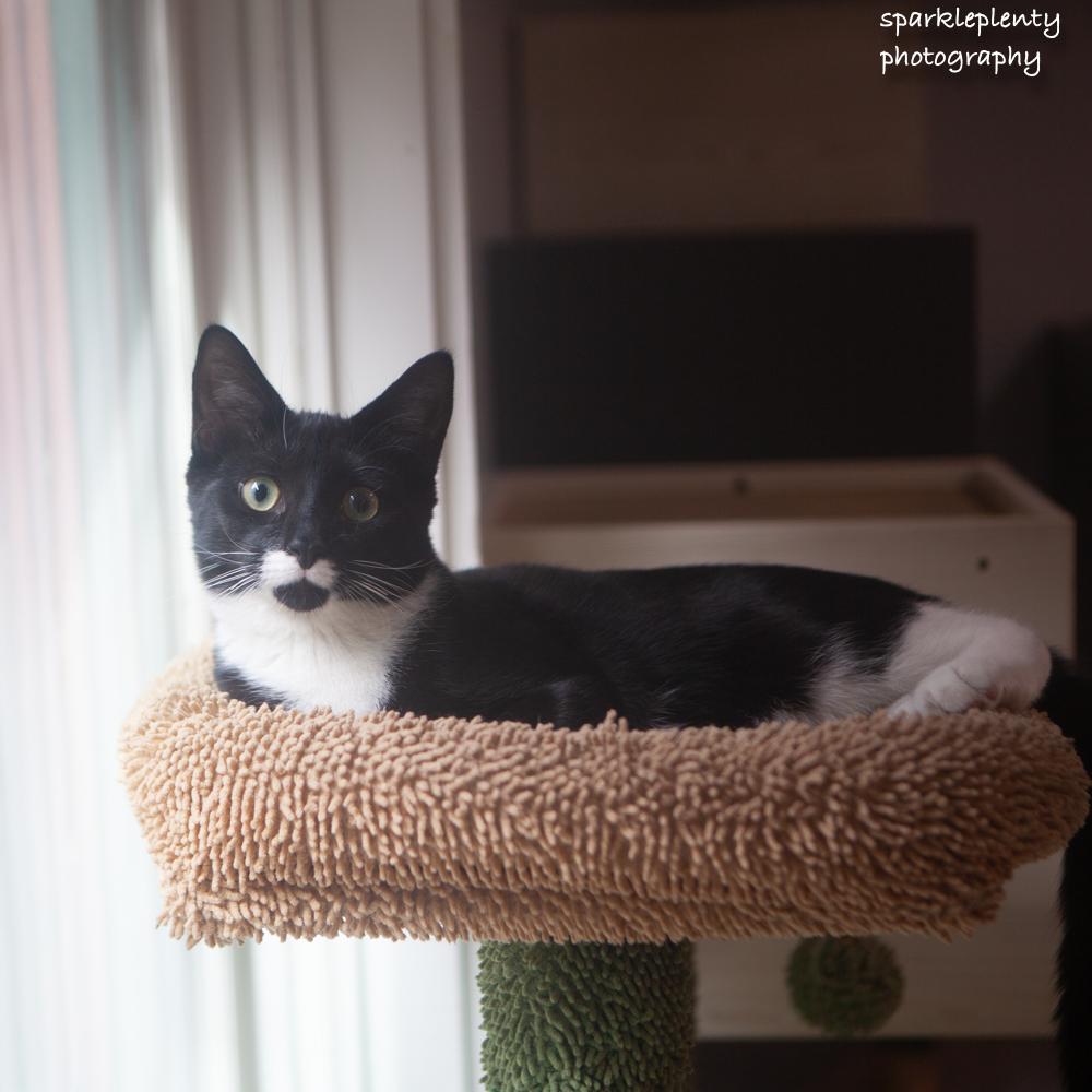 Polly, Adoptable, Kitten Female Domestic Short Hair.