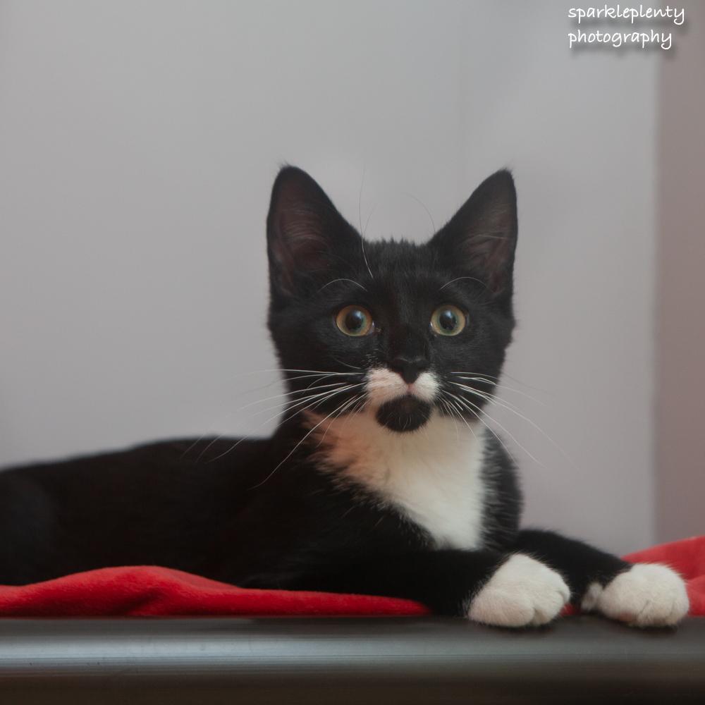 Polly, adoptable, Kitten Female Domestic Short Hair.