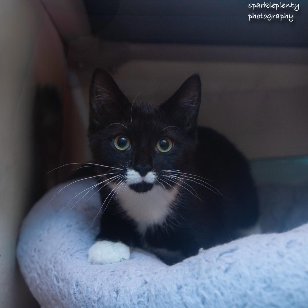 Polly, an adoptable Domestic Short Hair in Ridgefield, CT image 2/6