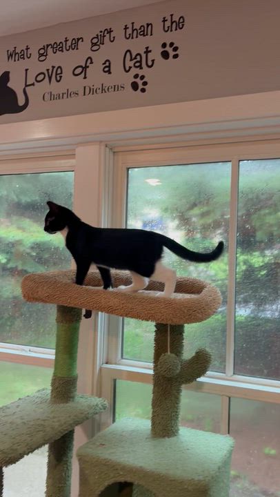 Enlarge Polly, an adoptable Domestic Short Hair in Ridgefield, CT video 4/6
