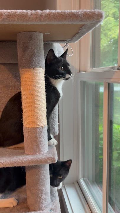 Enlarge Polly, an adoptable Domestic Short Hair in Ridgefield, CT video 6/6