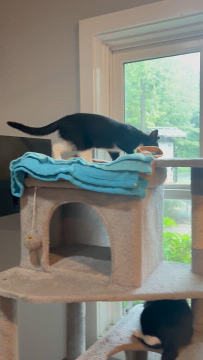 Enlarge Polly, an adoptable Domestic Short Hair in Ridgefield, CT video 5/6