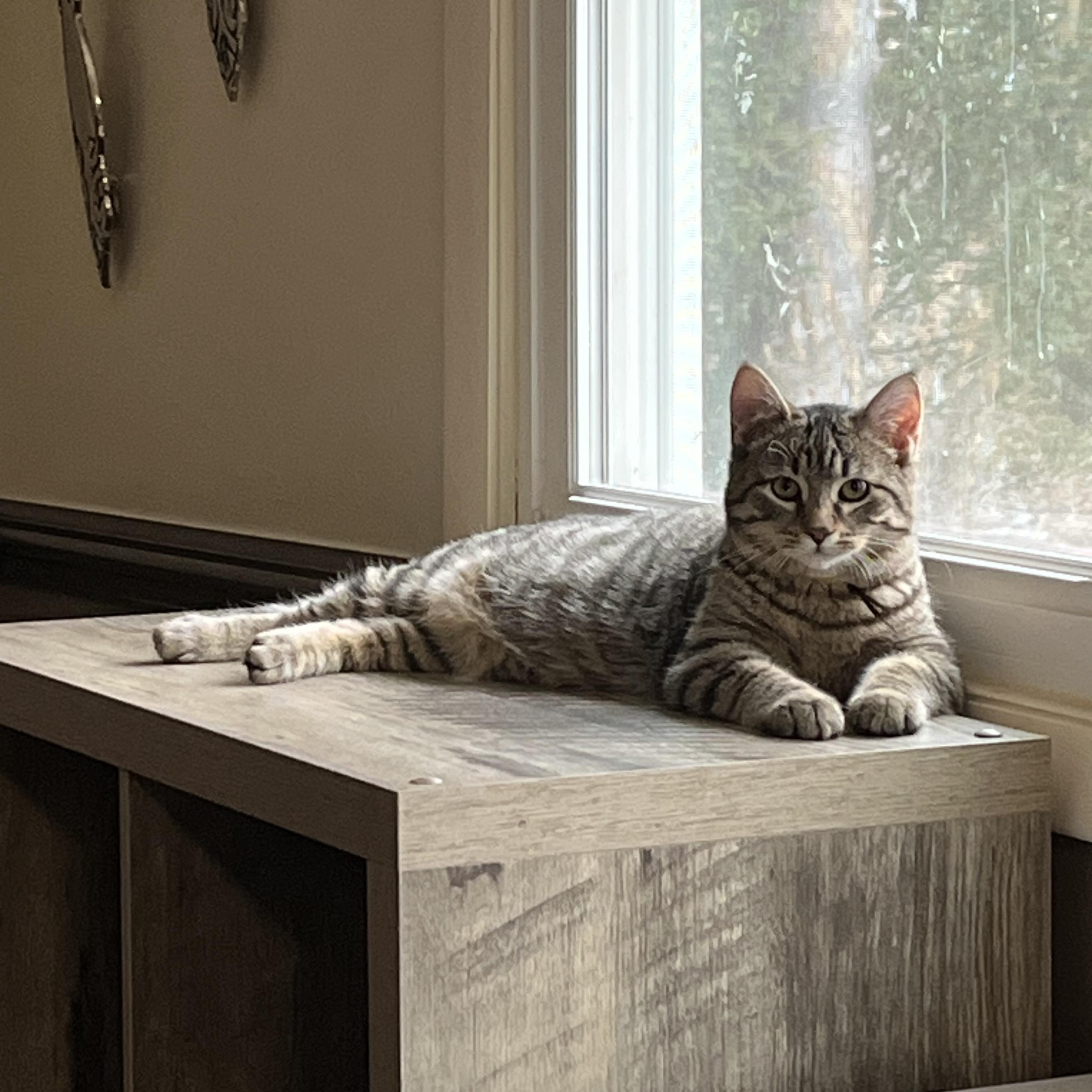 Milo, Adoptable, Young Male Tabby.