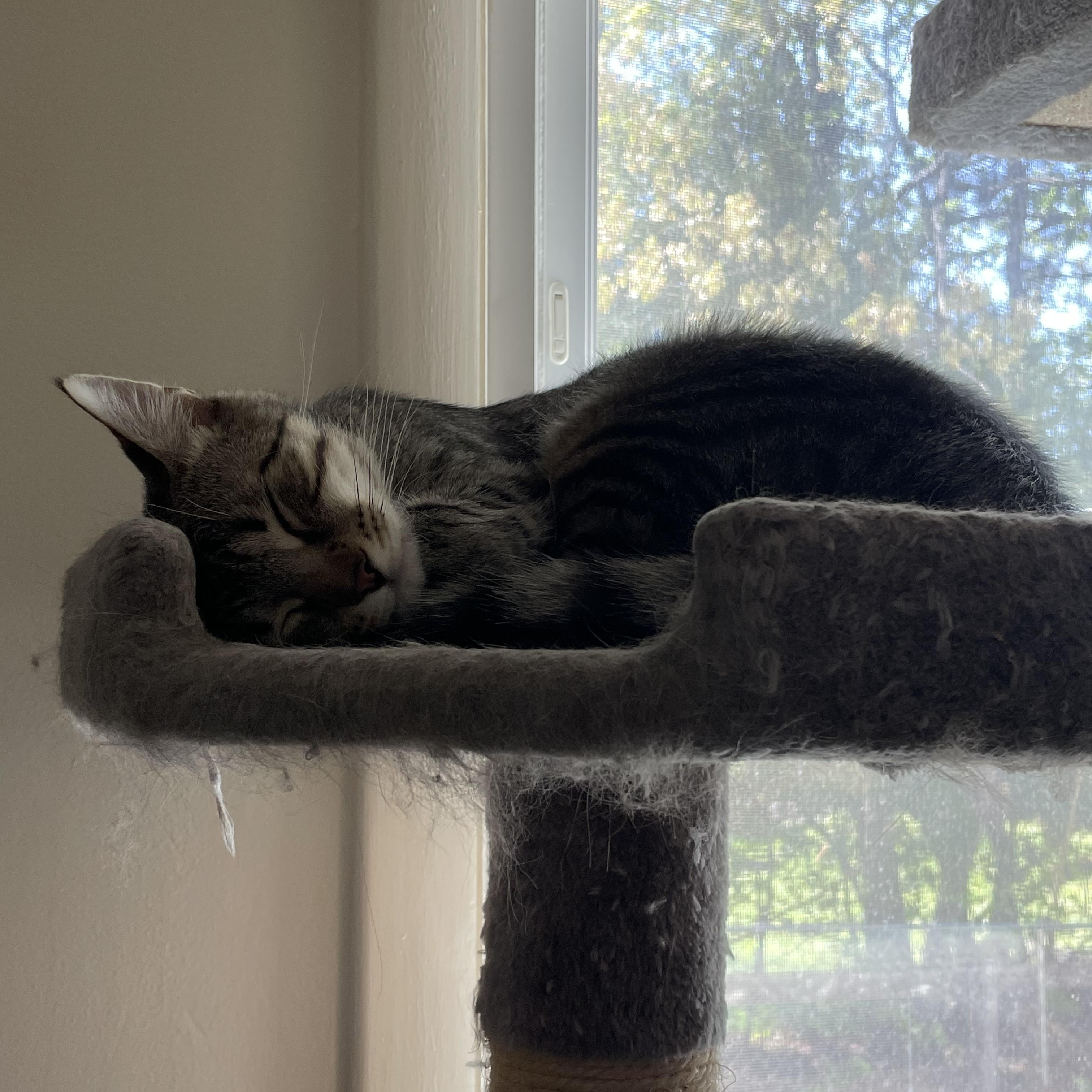 Enlarge Milo, a Adoptable Tabby in Northumberland, PA image 2/4