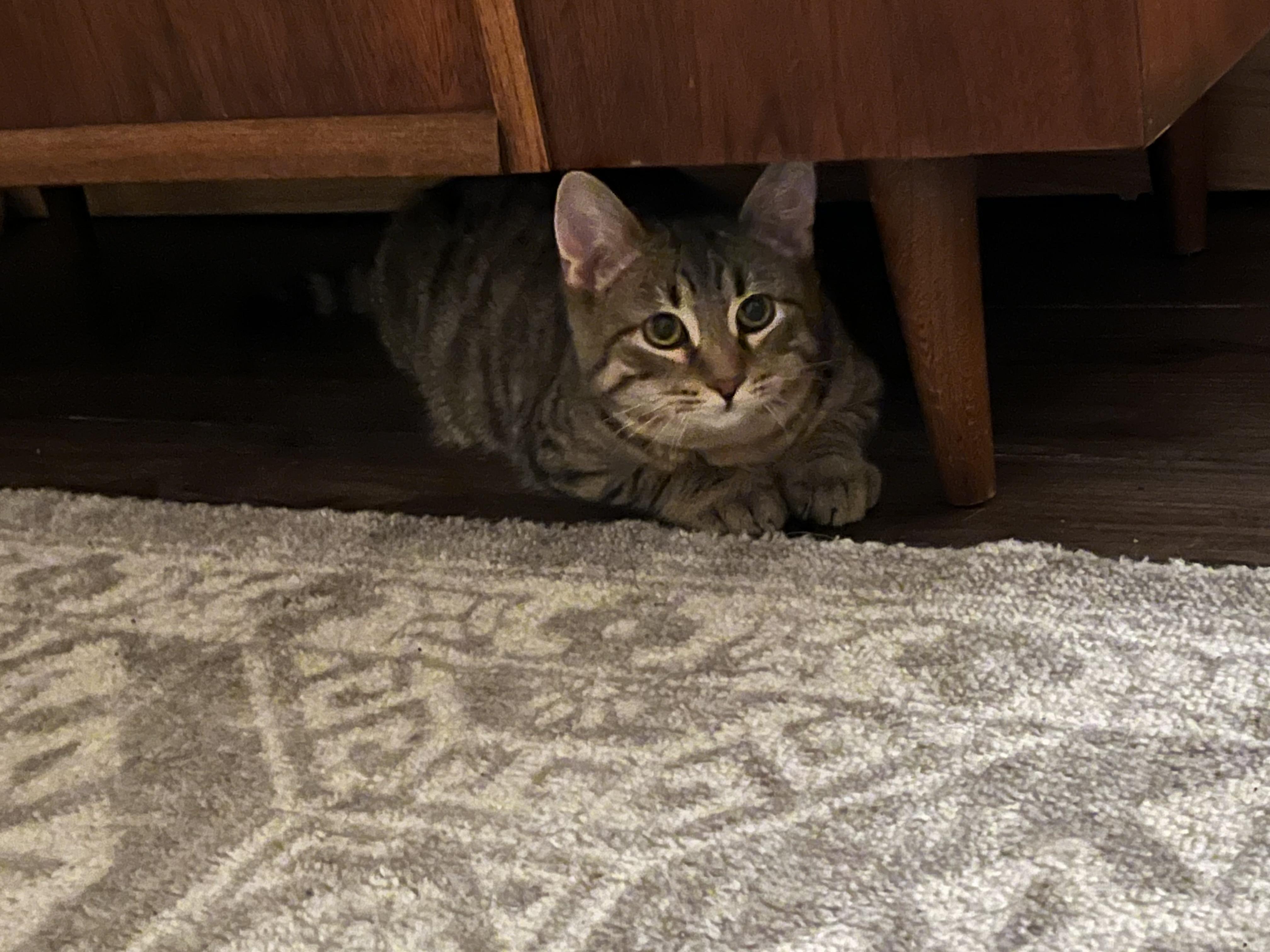 Enlarge Milo, a Adoptable Tabby in Northumberland, PA image 4/4