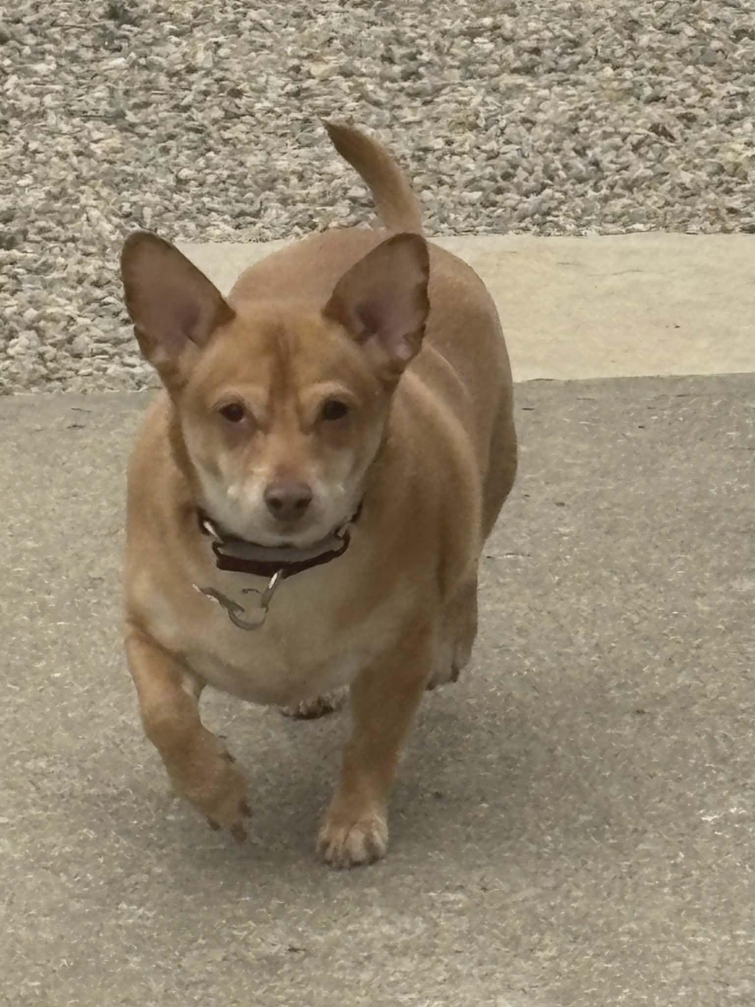 Enlarge Apollo, a Adoptable Chihuahua in Cranston, RI image 2/6