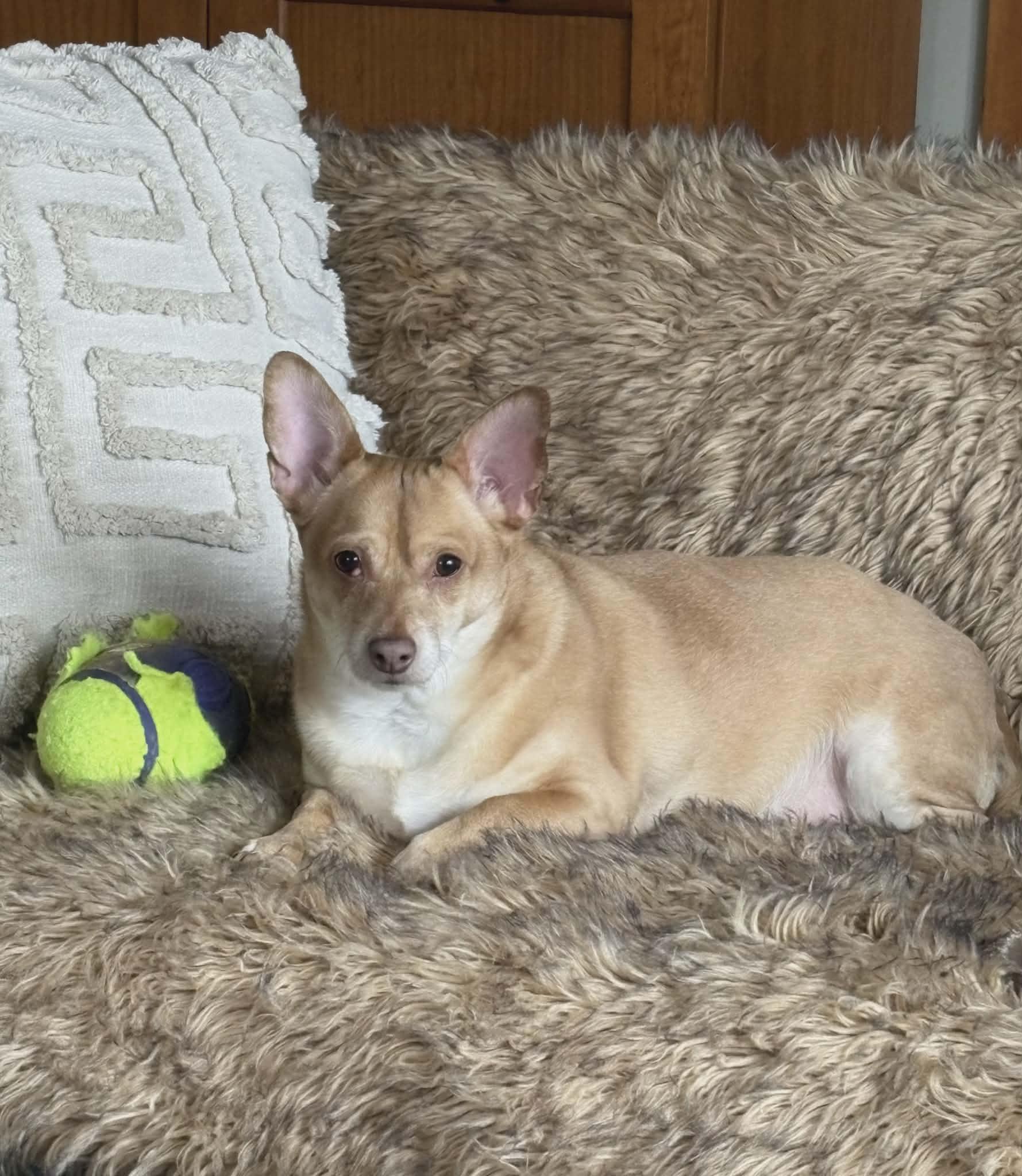 Enlarge Apollo, a Adoptable Chihuahua in Cranston, RI image 6/6