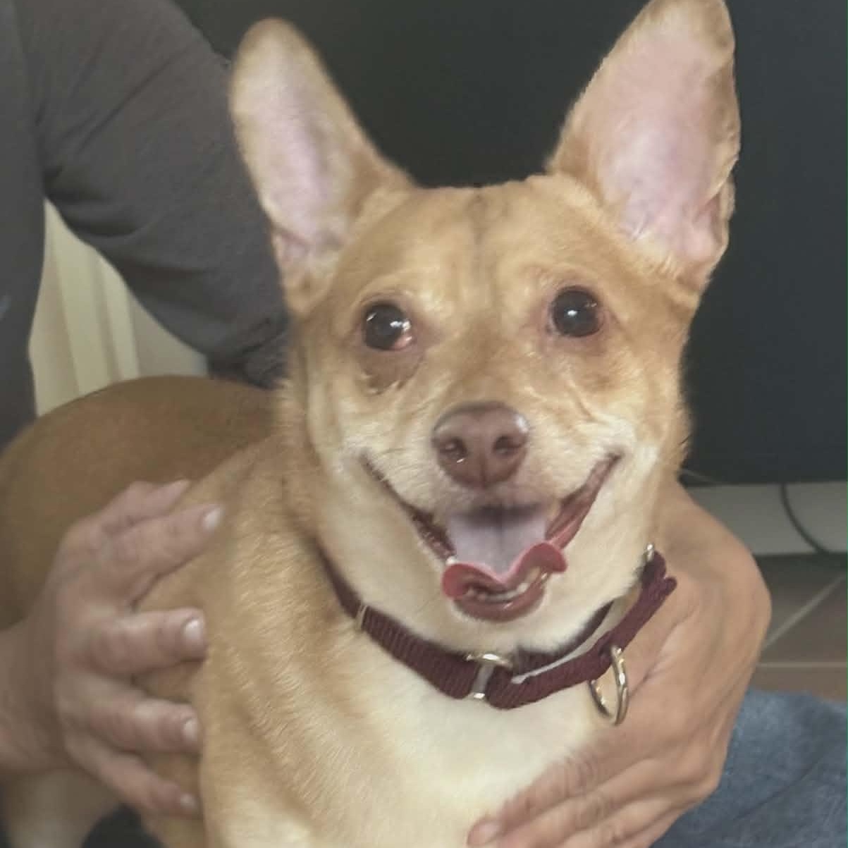 Apollo, Adoptable, Adult Male Chihuahua.